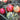 Tomato - Traveler 76