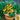 Tomato - Window Box - Yellow