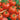 Tomato - Wisconsin 55
