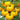 Tomato - Yellow Peach