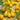 Tomato - Yellow Pear