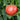 Tomato - Cherokee Purple