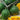 Watermelon - Crimson Sweet Yellow
