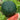 Watermelon - Florida Giant