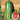Watermelon - Garrisonian