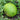 Watermelon - Greybelle