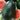 Watermelon - Klondike Green