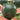 Watermelon - Moon & Stars Red