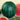 Watermelon - Sugar Baby Bush