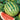 Watermelon, Diploid - Tiger Doll F1
