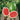 Watermelon, Triploid - Triple Crown F1