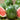 Watermelon, Triploid - Triple Express F1