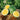 Watermelon, Triploid - Triple Gold F1