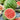 Watermelon, Triploid - Triple Treat F1