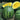 Watermelon - Yellow Petite