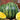 Watermelon - Yellow Gem Sweet