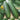 Cucumber - Straight Eight Elite F1