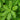 Basil - Holy Basil Green Leaf