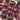 Onion, Short Day - Red Burgundy