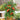 Tomato - Patio Choice Roma F1
