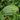 Watermelon - Klondike Blue Ribbon Striped