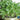 Basil - Thai (Organic)