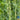 Bean - Asparagus - Green Podded (Organic)