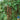 Bean - Asparagus - Red Podded (Organic)