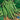 Bean - Blue Lake Bush 274 (Organic)