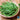Bean - Harvester (Organic)
