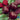 Beet - Detroit Dark Red (Organic)