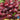 Beet - Ruby Queen (Organic)