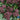 Broccoli - Purple Sprouting (Organic)