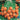 Carrot - Parisian (Organic)