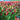 Cover Crop - Crimson Clover (Organic)