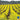 Cover Crop - Mustard Farmer's Friend (Organic)