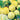 Cucumber - Lemon (Organic)