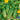 Cucumber - Pick a Bushel F1 (Organic)