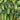 Cucumber - Sumter (Organic)
