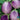 Eggplant - Rosa Bianca (Organic)
