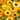 Calendula - Pacific Beauty (Organic)