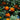 Marigold - Sparky (Organic)