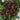 Basil - Cardinal (Organic)