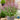 Basil - Cinnamon (Organic)