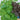 Basil - Culinary Blend (Organic)