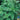 Basil - Genovese (Organic)