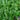 Basil - Large Leaf Italian (Organic)
