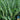 Basil - Lime (Organic)
