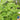 Basil - Sweet (Organic)