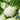 Fennel - Florence (Organic)